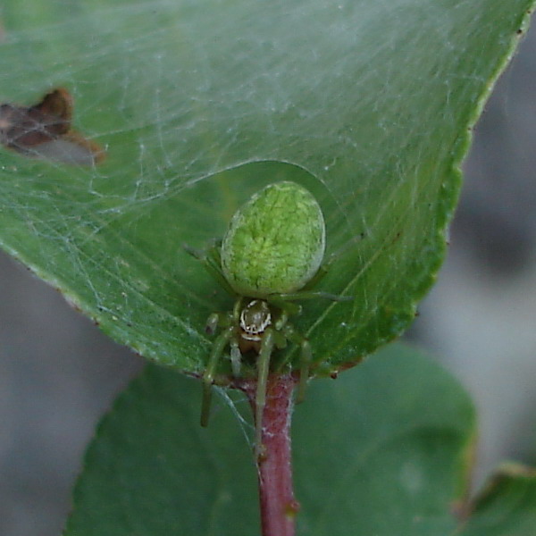 Nigma walckenaeri