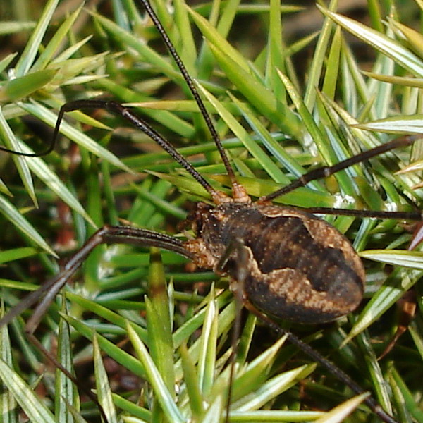 Mitopus morio dell''Abruzzo