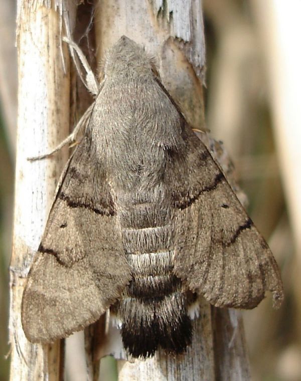 Macroglossum stellatarum