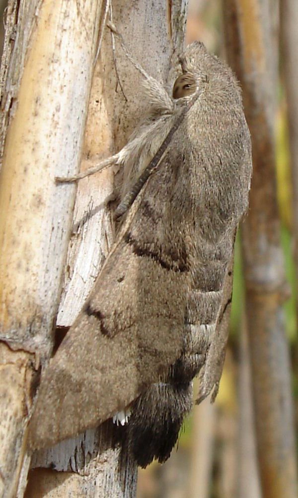 Macroglossum stellatarum