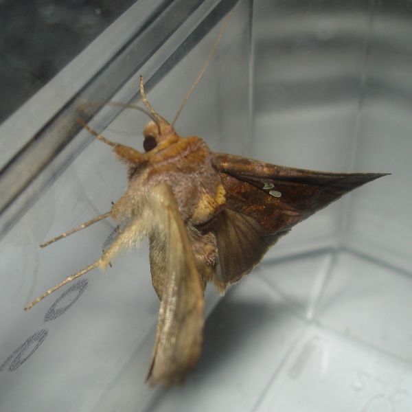 Chrysodeixis chalcites