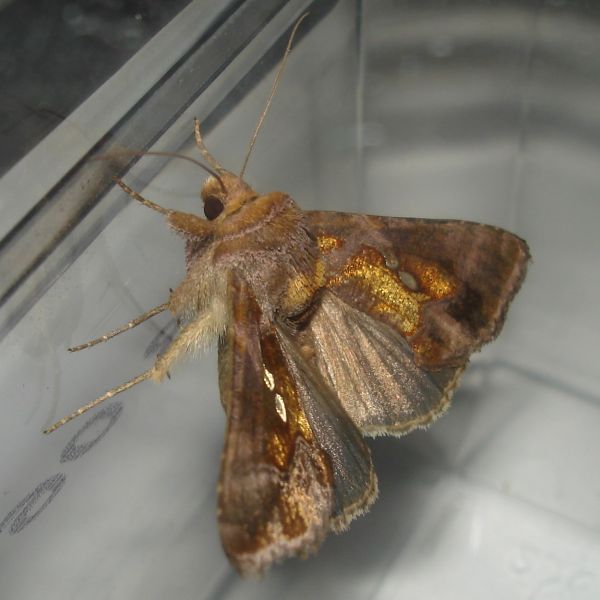 Chrysodeixis chalcites