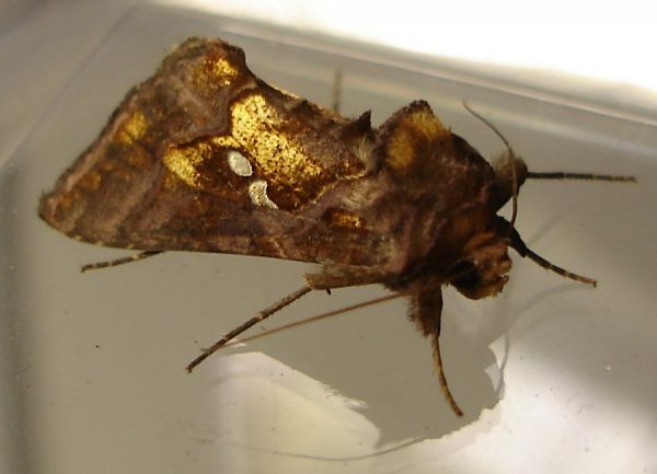 Chrysodeixis chalcites