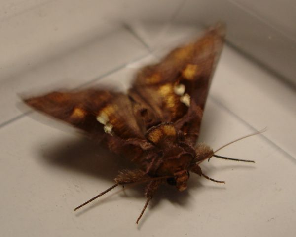 Chrysodeixis chalcites