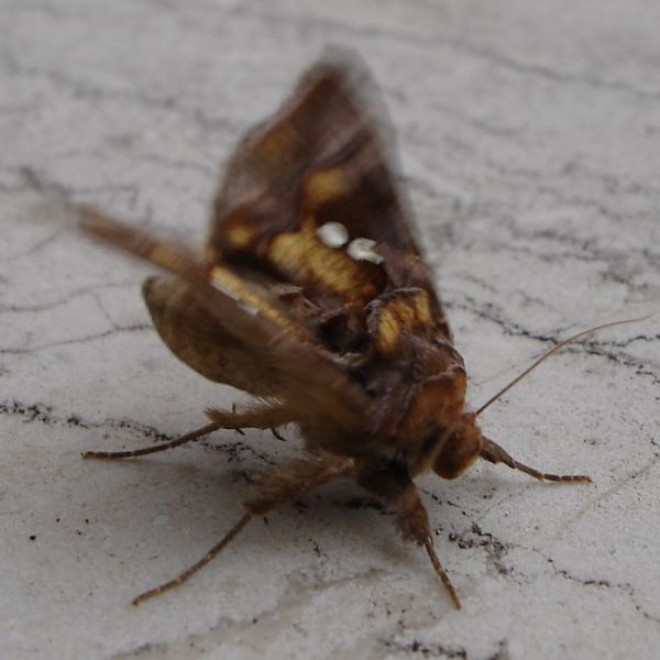 Chrysodeixis chalcites