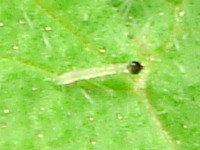 Chrysodeixis chalcites