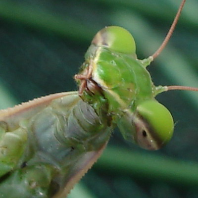 Piacere di conoscerti - Mantis religiosa