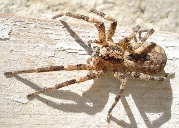 Zoropsis spinimana femmina