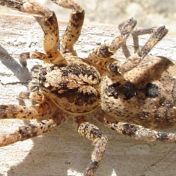 Zoropsis spinimana femmina
