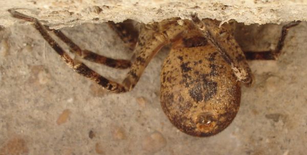 Zoropsis spinimana femmina