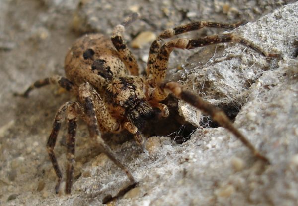 Zoropsis spinimana femmina
