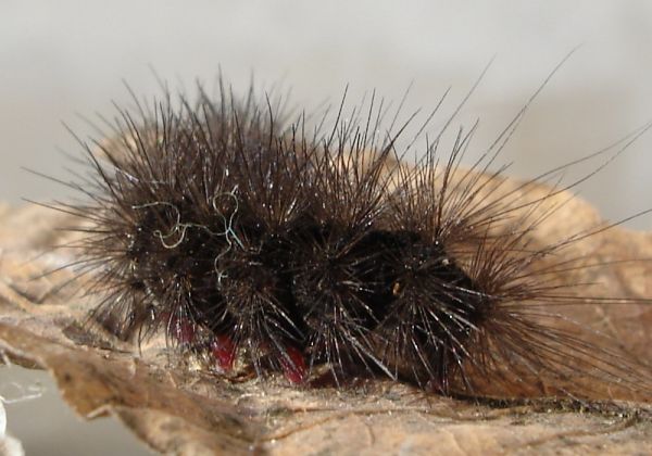 Hyphoraia testudinaria? Bruchetto nero in pelliccia