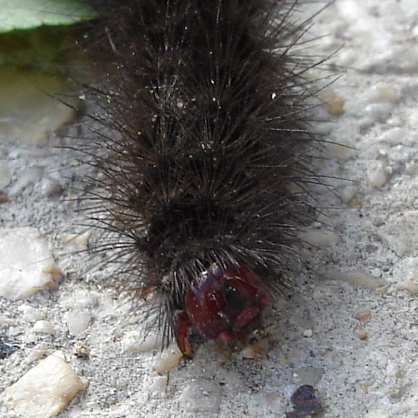 Hyphoraia testudinaria? Bruchetto nero in pelliccia