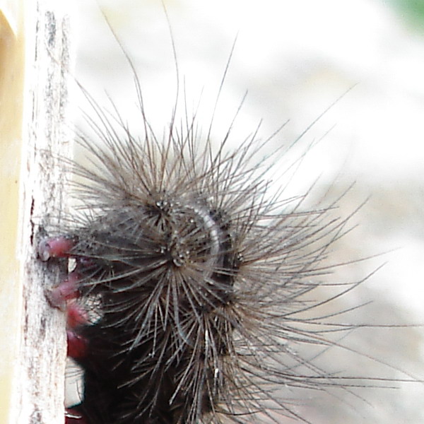 Hyphoraia testudinaria? Bruchetto nero in pelliccia