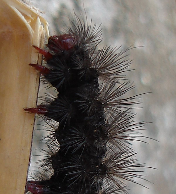 Hyphoraia testudinaria? Bruchetto nero in pelliccia