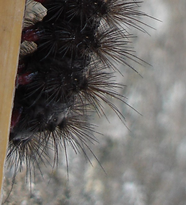 Hyphoraia testudinaria? Bruchetto nero in pelliccia