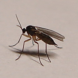 Pappatacio e Sciaridae