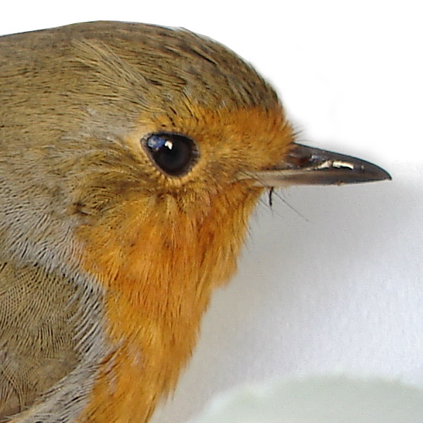 Pettirosso - Erithacus rubecula