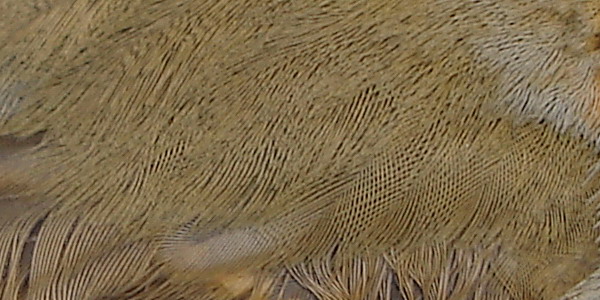 Pettirosso - Erithacus rubecula
