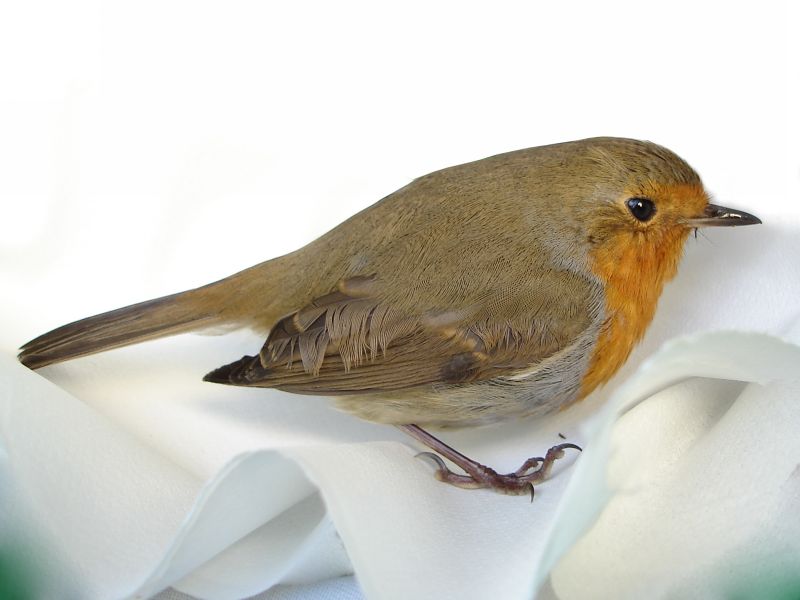 Pettirosso - Erithacus rubecula