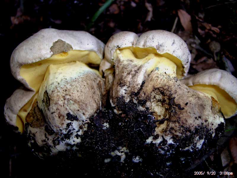 Boletus radicans
