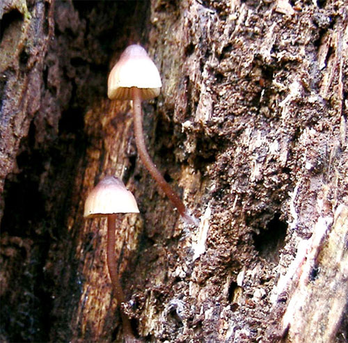 mycena