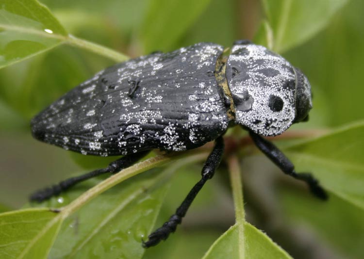 Capnodis cariosa