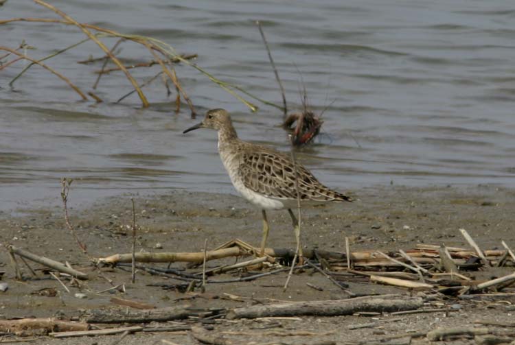 Cutrettola Motacilla flava e combattente Philomachus pugnax
