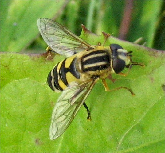 Helophilus trivittatus o pendulus