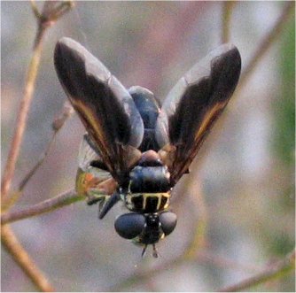 Trichopoda pictipennis