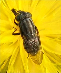 Stomorhina lunata