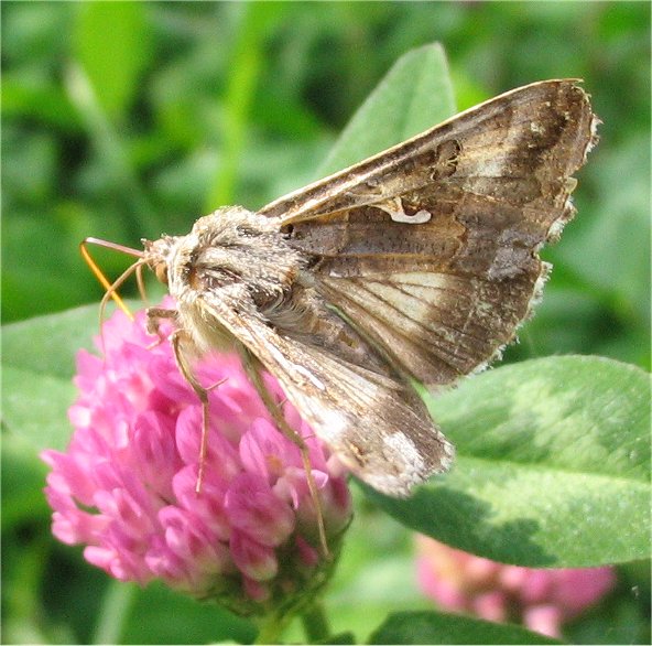 Autographa gamma