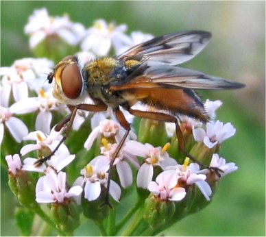 Ectophasia sp.