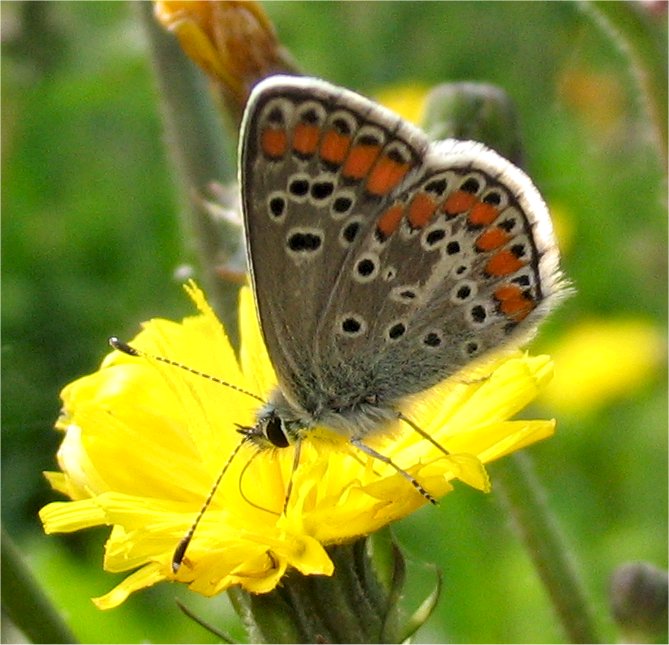 Aricia agestis