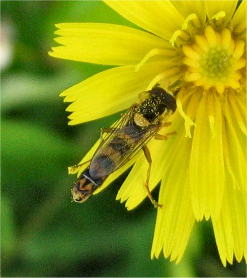 Sphaerophoria scripta e Syritta sp. (Diptera, Syrphidae)