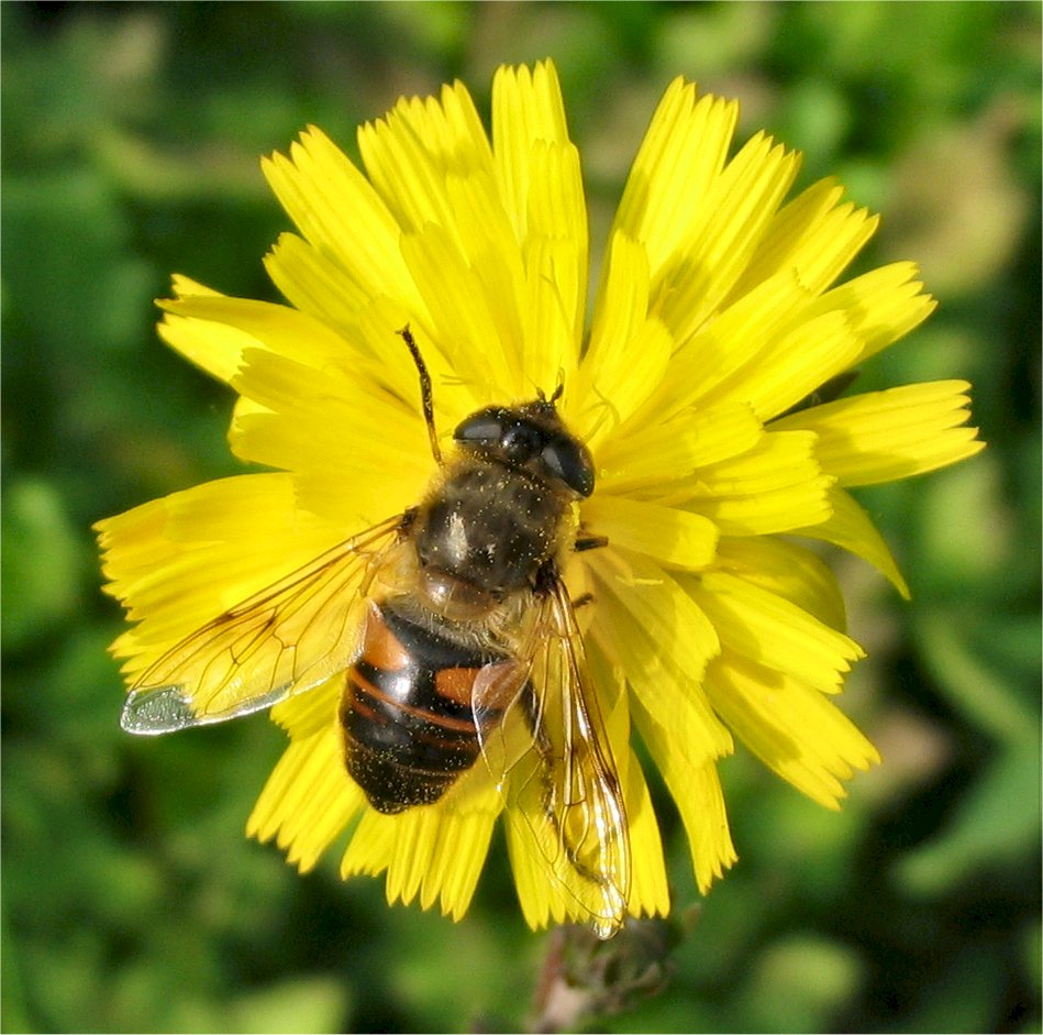 Eristalis tenax