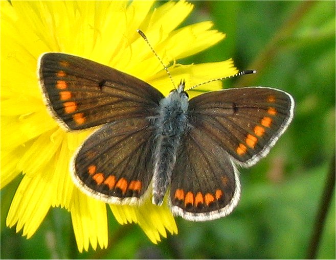 Aricia agestis