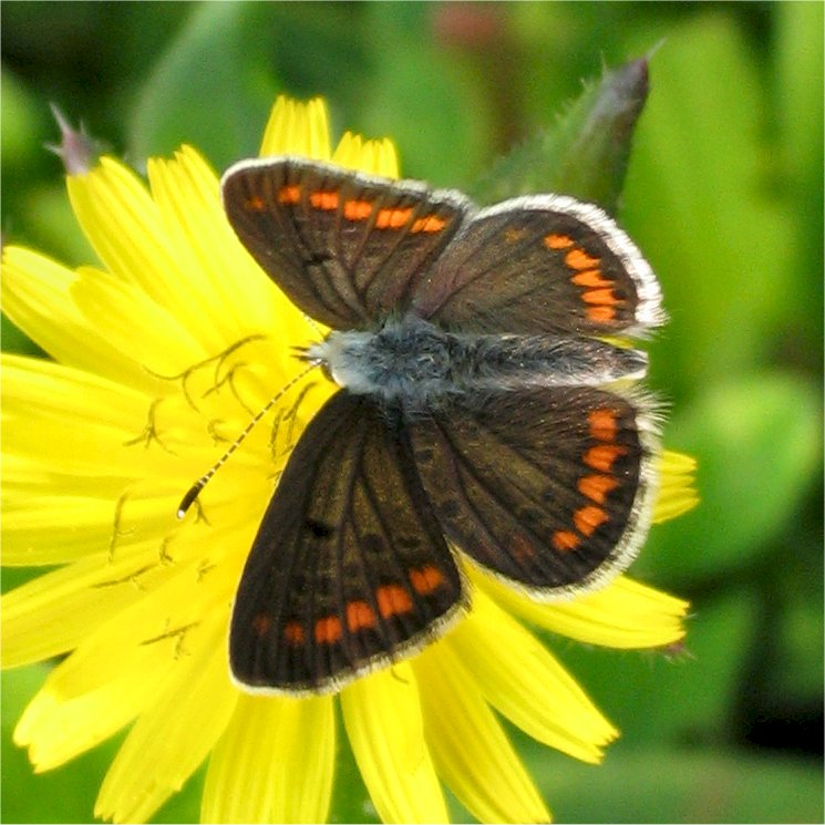 Aricia agestis