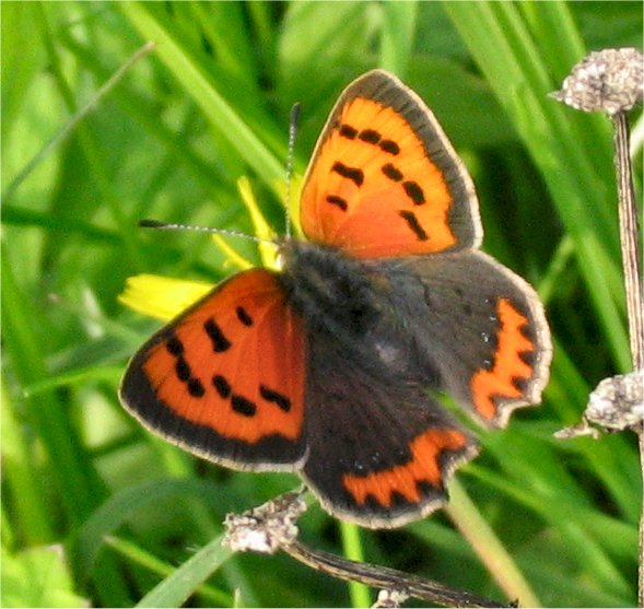 Lycaena phlaeas