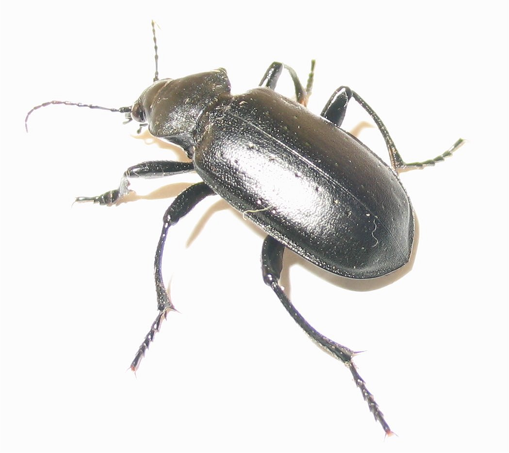 Calosoma auropunctatum