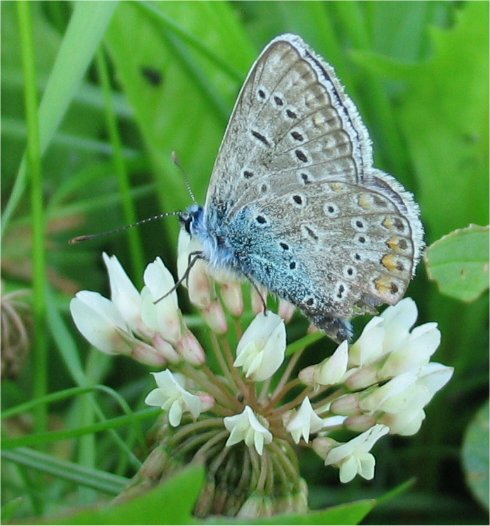 licenide (Polyommatus icarus)