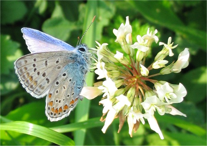 licenide (Polyommatus icarus)