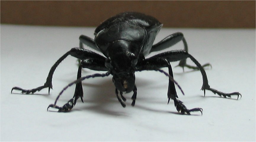 Calosoma auropunctatum