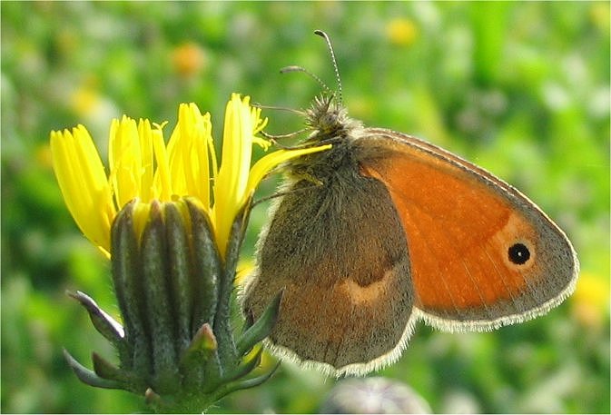 Coenonympha pamphilus