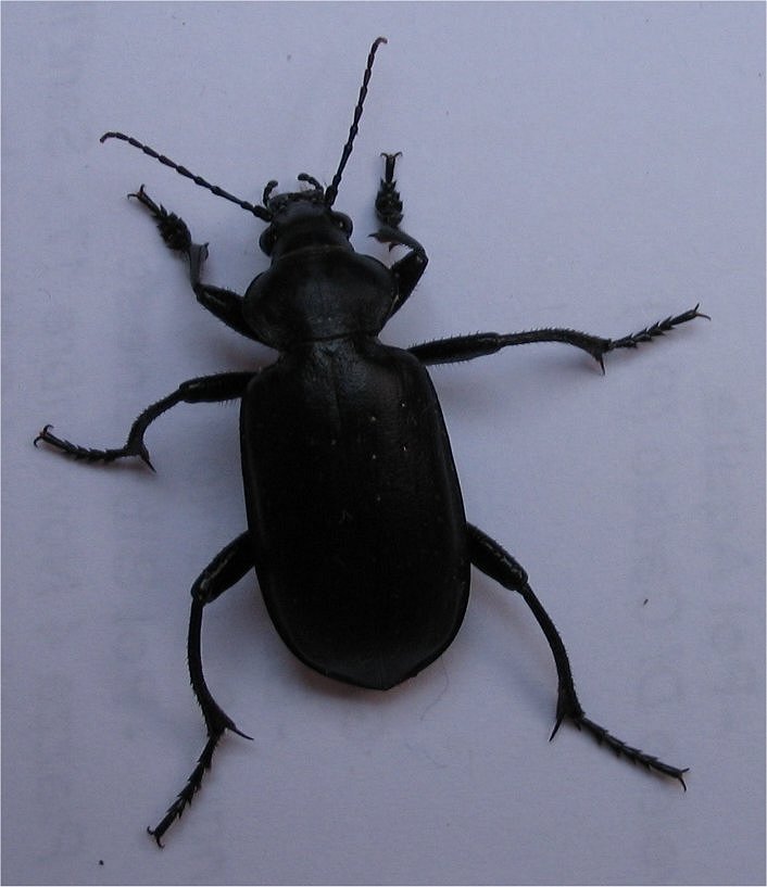 Calosoma auropunctatum