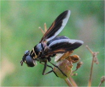 Trichopoda pictipennis