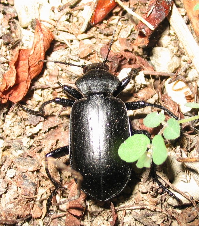 Calosoma auropunctatum