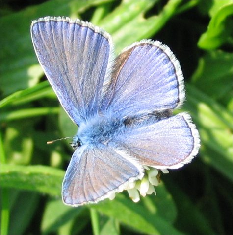 licenide (Polyommatus icarus)