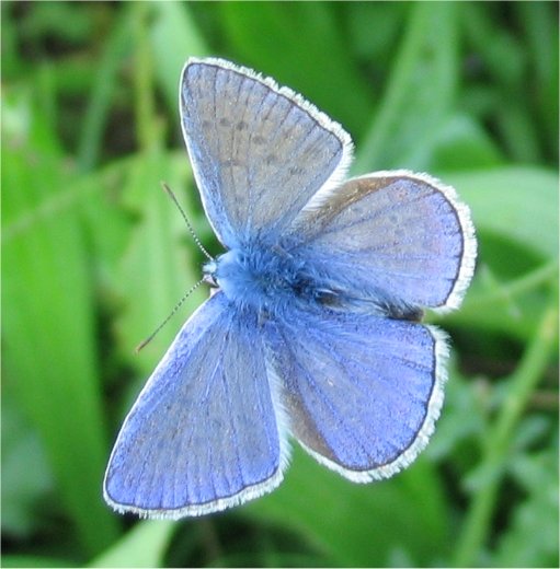 licenide (Polyommatus icarus)