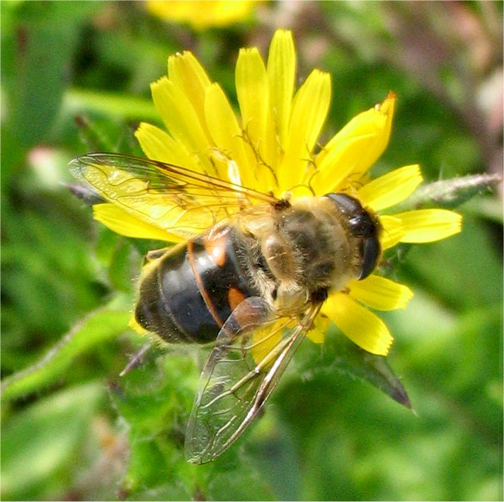 Eristalis tenax